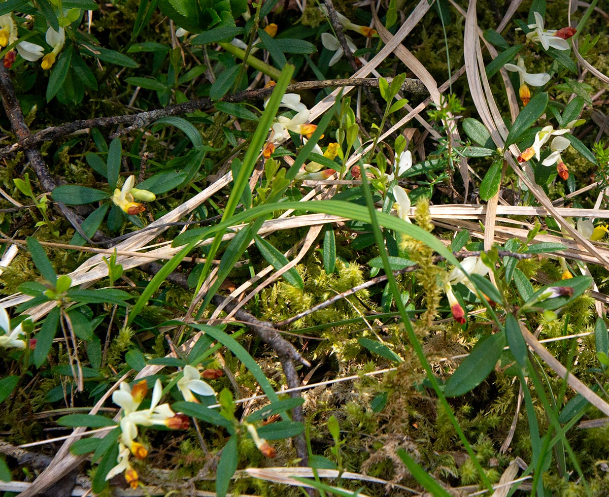 im schattigen Unterholz